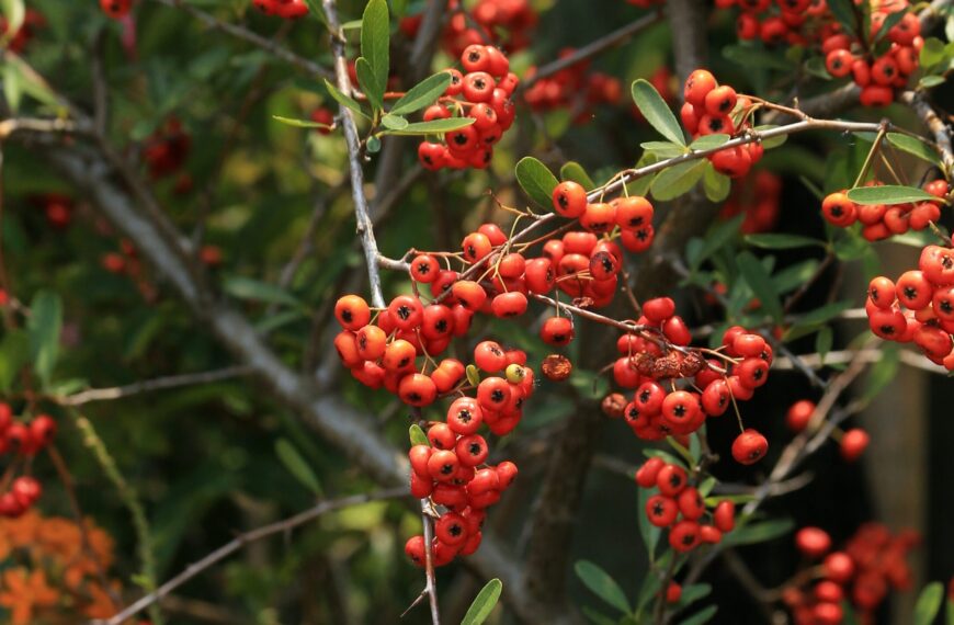 Inspiraatiota syksyn väreistä